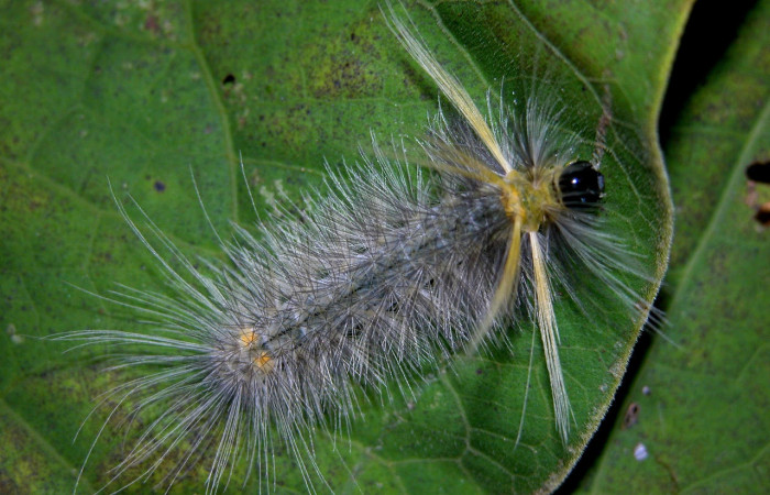 Fig. 5 Larva <i>Belemnia trotschi</i></i>, Erebidae, mostrando la posición dorsal entero, último estadio. Voucher: 04-SRNP-42303-DHJ401705.jpg.