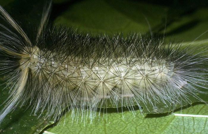Fig. 6 Larva <i>Belemnia trotschi</i></i>, Erebidae, mostrando la posición dorsal entero. Voucher: 04-SRNP-3927-DHJ86214.jpg.