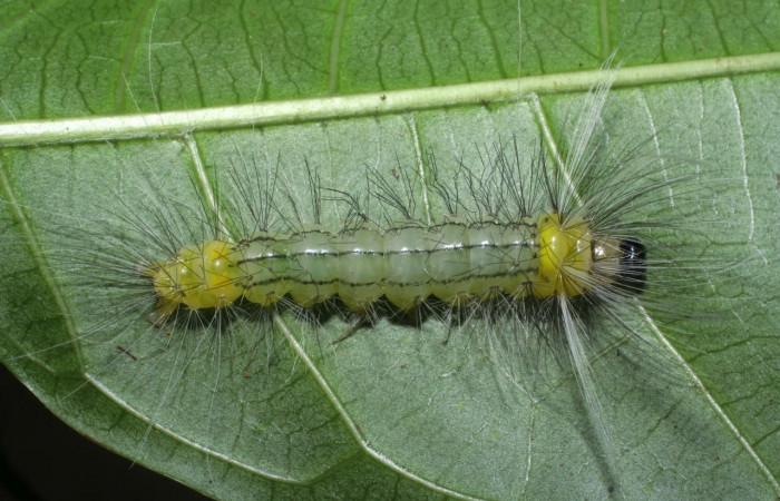 Fig. 7 Larva <i>Belemnia trotschi</i></i>, Erebidae, mostrando la posición dorsal entero, PU estadio. Voucher 08-SRNP-42037-DHJ446650.jpg.