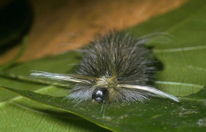 Fig. 8 Larva <i>Belemnia trotschi</i></i>, Erebidae, mostrando cabeza y mechones, PU estadio. Voucher 04-SRNP-3927-DHJ86220.jpg.