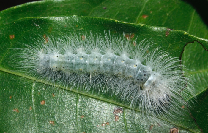 Fig. 9 Larva <i>Belemnia inaurata</i></i>, Erebidae, mostrando la posición dorsal. Voucher: 16-SRNP-27462-DHJ730790.jpg.

