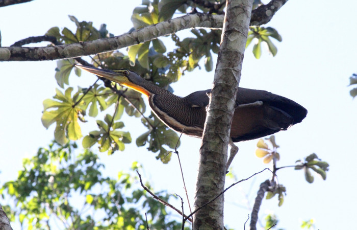 Fig. 1 Bare-throated Tiger-heron (Garza Tigre Cuellinuda, Martín Peña o Garzón) <i>Tigrisoma mexicanum</i></i> Ardeidae; 07 de marzo 2022 Estación Biológica Los Almendros Sector El Hacha ACG. Foto. Roster Moraga