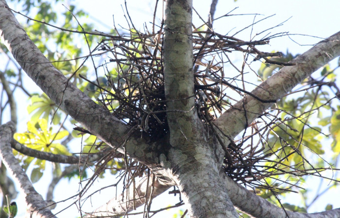 Fig. 2 Nido de Bare-throated Tiger-heron (Garza Tigre Cuellinuda, Martín Peña o Garzón) <i>Tigrisoma mexicanum</i></i> Ardeidae; 07 de marzo 2022 Estación Biológica Los Almendros, Sector El Hacha ACG. Foto. Roster Moraga