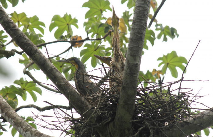 Fig. 4 Adulto y sus dos pichones Bare-throated Tiger-heron (Garza Tigre Cuellinuda, Martín Peña o Garzón) <i>Tigrisoma mexicanum</i></i> Ardeidae; 05 de mayo 2022 Estación Biológica Los Almendros, Sector El Hacha ACG. Foto. Roster Moraga