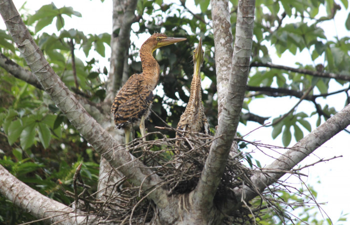 Fig. 5 Juveniles Bare-throated Tiger-heron (Garza Tigre Cuellinuda, Martín Peña o Garzón) <i>Tigrisoma mexicanum</i></i> Ardeidae; 10 de mayo 2022 Estación Biológica Los Almendros, Sector El Hacha ACG. Foto. Roster Moraga