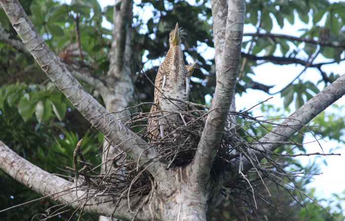 Fig. 6 Jóvenes Bare-throated Tiger-heron (Garza Tigre Cuellinuda, Martín Peña o Garzón) <i>Tigrisoma mexicanum</i></i> Ardeidae; 14 de mayo 2022 Estación Biológica Los Almendros, Sector El Hacha ACG. Foto. Roster Moraga