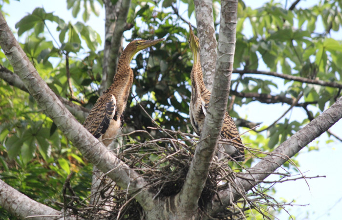 Fig. 7 Jóvenes Bare-throated Tiger-heron (Garza Tigre Cuellinuda, Martín Peña o Garzón) <i>Tigrisoma mexicanum</i></i> Ardeidae; 16 de mayo 2022 Estación Biológica Los Almendros, Sector El Hacha ACG. Foto. Roster Moraga