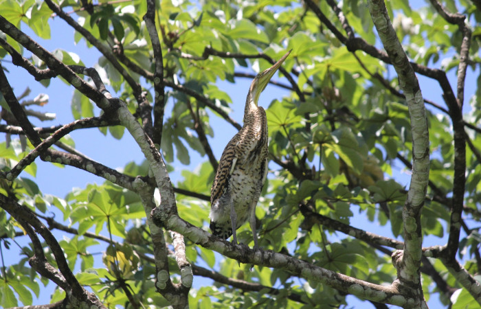 Fig. 8 Juvenil Bare-throated Tiger-heron (Garza Tigre Cuellinuda, Martín Peña o Garzón) <i>Tigrisoma mexicanum</i></i> Ardeidae; 25 de mayo 2022 Estación Biológica Los Almendros, Sector El Hacha ACG. Foto. Roster Moraga