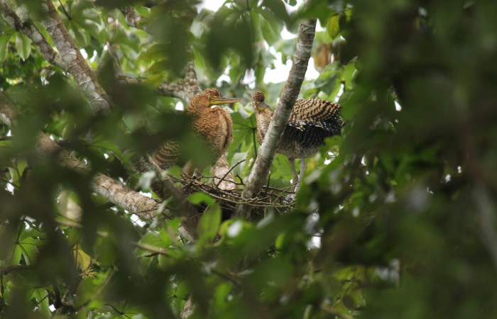 Fig. 9 Juveniles Bare-throated Tiger-heron (Garza Tigre Cuellinuda, Martín Peña o Garzón) <i>Tigrisoma mexicanum</i></i> Ardeidae; 21 de junio 2022 Estación Biológica Los Almendros, Sector El Hacha ACG. Foto. Roster Moraga