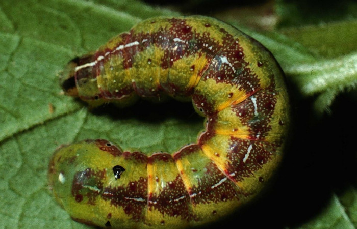 Fig. 11. Larva de <i>Condica</i></i> sutor DHJ02(Noctuidae), alimentándose de <i>Fleischmannia pratensis</i></i>, de la familia (Asteraceae).Voucher: 01-SRNP-21187-DHJ62276.