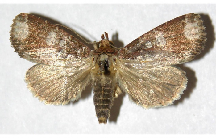 Fig. 16.Hembra de <i>Condica imitada</i></i>  (Noctuidae), coloración apta debido a hábitos nocturnos. Voucher: 01-SRNP-4746-DHJ319994