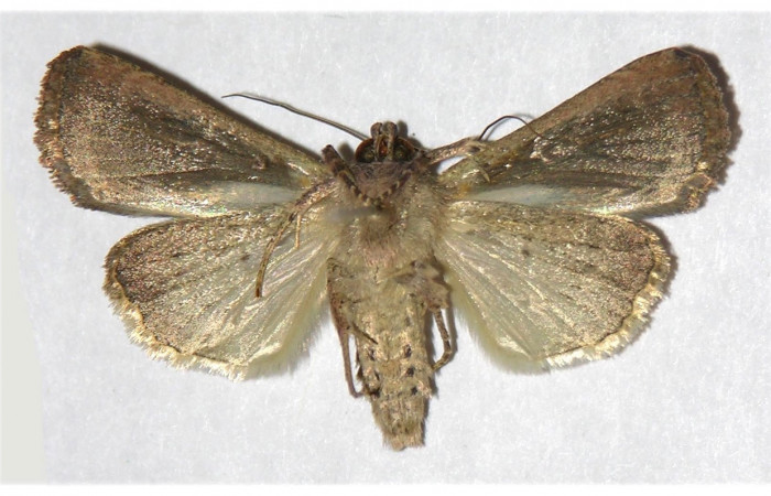 Figura 29. Adulto de <i>Condica</i></i> sutorDHJ02, vista ventral Voucher. (02-SRNP-32071-DHJ320035.