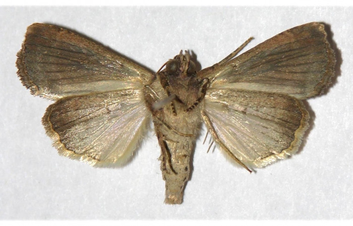 Figura 27.  Adulto de <i>[Condica</i></i> sutorDHJ01, vista ventral. Voucher. (02-SRNP-32077-DHJ320043.