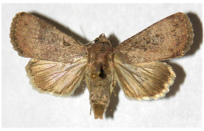 Figura 28. Adulto de <i>Condica</i></i> sutorDHJ02, vista dorsal. Voucher. (02-SRNP-5254-DHJ320030.