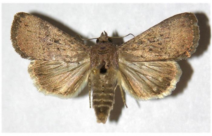 Figura 26.  Adulto de <i>Condica</i></i> sutorDHJ01, vista dorsal. Voucher. (02-SRNP-5294-DHJ320032.