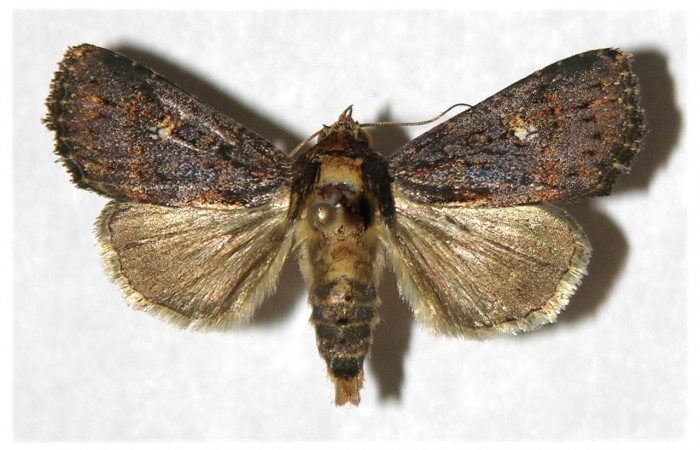 Fig. 24. Adulto de <i>Condica funerea</i></i>  (Noctuidae), alas anteriores y posteriores más oscuros muy similares a <i>Condica</i></i> vacillansDHJ02  .Voucher: 05-SRNP-32952-DHJ320920