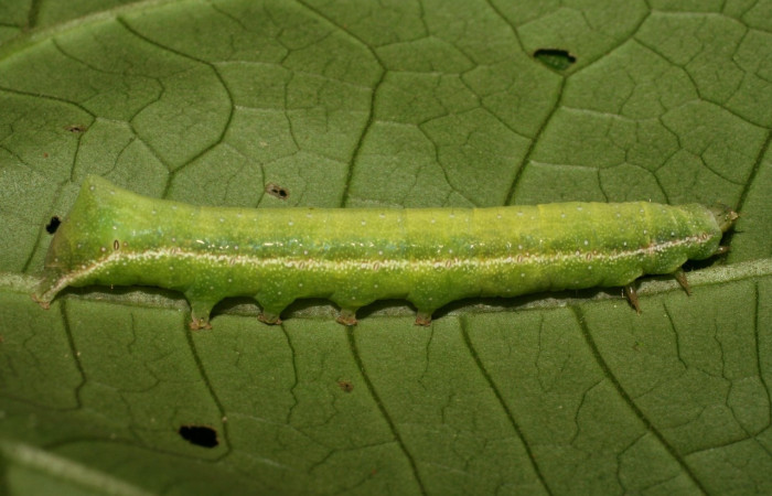 Fig. 17. Larva de  <i>Condica imitada</i></i> (Noctuidae), alimentándose de <i>Mikania micrantha</i></i>, de la familia (Asteraceae).Voucher: 07-SRNP-21938-DHJ426420.jpg