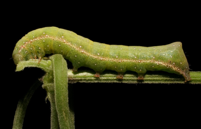 Fig. 20. Larva de  <i>Condica cupienta</i></i> (Noctuidae), alimentándose de <i>Mikania cordifolia</i></i> de la familia (Asteraceae).Voucher: 08-SRNP-40766-DHJ441996.jpg