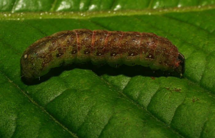 Fig. 10. Larva de <i>Condica</i></i> sutorDHJ01(Noctuidae), alimentándose de <i>Elephantopus mollis</i></i>, de la familia (Asteraceae).Voucher: 09-SRNP-73403-DHJ465829