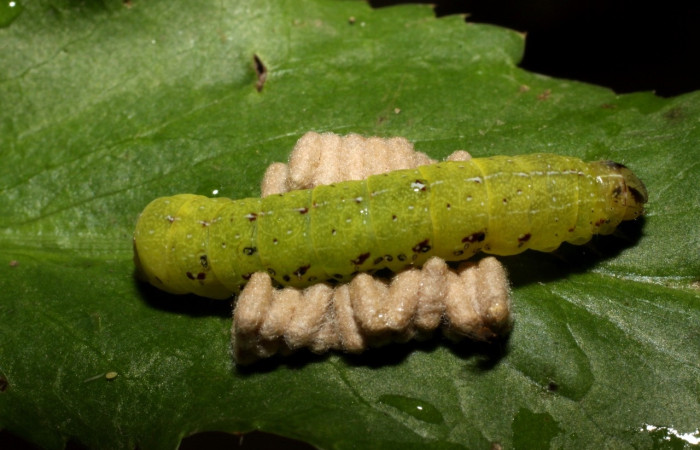 Fig. 14. Capullos de <i>Glyptapanteles ilarisaaksjarvi</i></i> (Braconidae), avispas parasitas de  larva de  <i>Condica</i></i> sutorDHJ02 (Noctuidae). Voucher: 10-SRNP-13639-DHJ479871.
