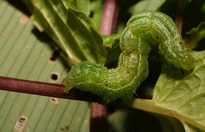 Figura 1. Larva <i>Condica</i></i> sutorDHJ01, Noctuidae, alimentándose de la familia (Lamiaceae),  <i>Menta citrata</i></i>. Voucher: 10-SRNP-35493-DHJ477418