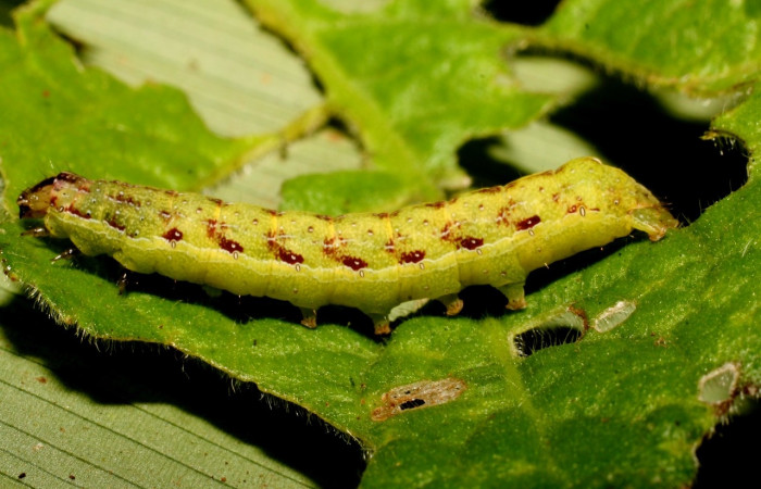 Figura 5. Larva <i>Condica</i></i> sutorDHJ01, Noctuidae, alimentándose de la familia (Asteraceae),  <i>Elephantopus mollis</i></i>. Voucher: 10-SRNP-35500-DHJ477435