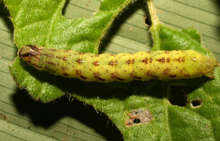 Figura 4. Larva <i>Condica</i></i> sutorDHJ01, Noctuidae, alimentándose de la familia (Asteraceae)  <i>Elephantopus mollis</i></i>. Voucher: 10-SRNP-35500-DHJ477436