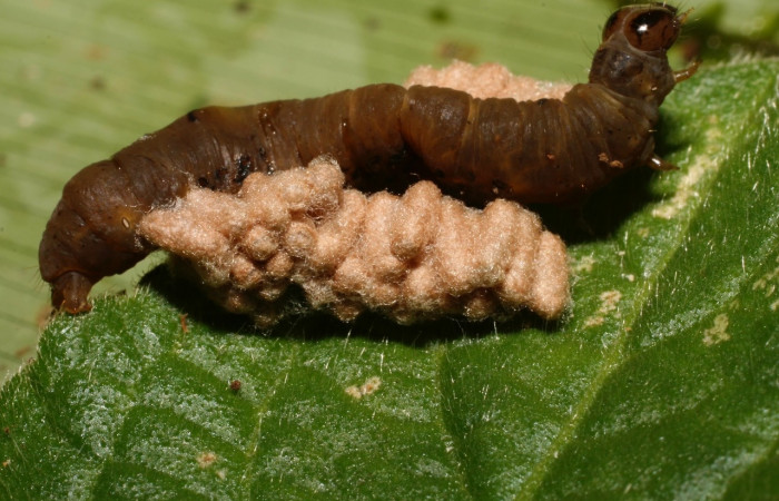 Fig. 15. Capullos de <i>Glyptapanteles ilarisaaksjarvi</i></i> (Braconidae), avispas parasitas de  larva de  <i>Condica</i></i> sutorDHJ01 (Noctuidae). Voucher: 10-SRNP-35504-DHJ477443