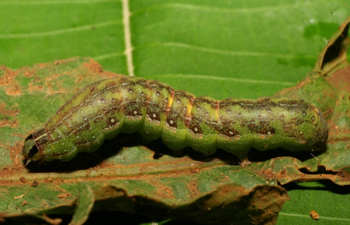 Figura 7. Larva <i>Condica</i></i> sutorDHJ02, Noctuidae, alimentándose de la familia(Asteraceae),  <i>Elephantopus mollis</i></i>. Voucher: 10-SRNP-71991-DHJ479371