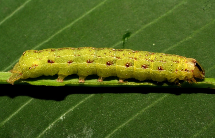 Figura 6. Larva <i>Condica</i></i> sutorDHJ02, Noctuidae, alimentándose de la familia (Apiaceae),  <i>Eryngium foetidum</i></i>. Voucher: 10-SRNP-72558-DHJ479571