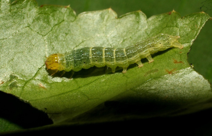 Figura 2. Larva <i>Condica</i></i> sutorDHJ02, Noctuidae, alimentándose de la familia (Apiaceae),  <i>Eryngium foetidum</i></i>. Voucher: 10-SRNP-72578-DHJ479583