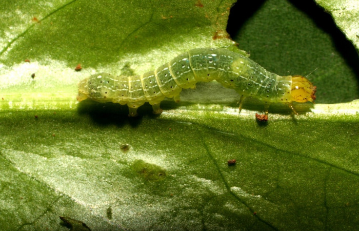 Figura 3. Larva <i>Condica</i></i> sutorDHJ02, Noctuidae, alimentándose de la familia (Apiaceae),  <i>Eryngium foetidum</i></i>. Voucher: 10-SRNP-72578-DHJ479586