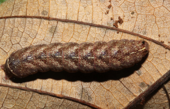 Fig. 9. Larva de <i>Condica sutor</i></i> (Noctuidae), alimentándose de <i>Neurolaena lobata</i></i>, de la familia (Asteraceae).Voucher: 17-SRNP-30405-DHJ736072.