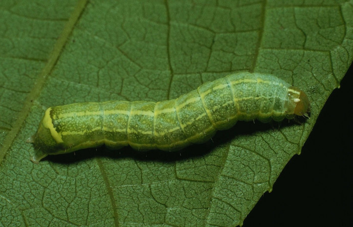 Fig. 23. Larva de  <i>Condica</i></i> vacillansDHJ02 (Noctuidae), alimentándose de <i>Chromolaena glaberrima</i></i> (Asteraceae).Voucher: 91-SRNP-1252.3-DHJ14331.