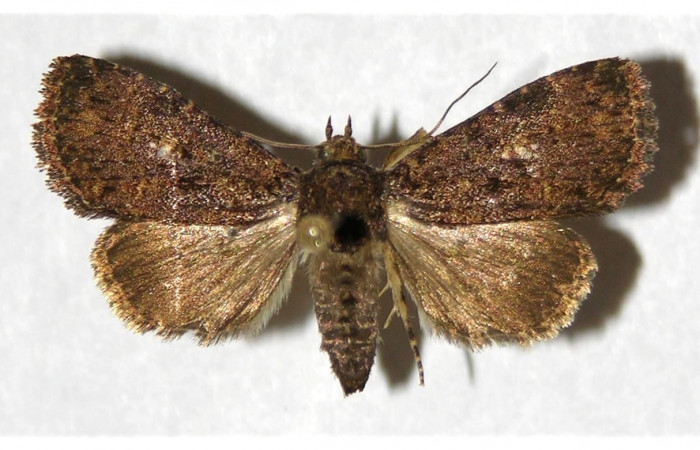 Fig. 22. Adulto de <i>Condica</i></i> vacillansDHJ02  (Noctuidae), alas anteriores y posteriores más oscuros y sin manchas beige. Voucher: 91-SRNP-1252.3-DHJ320930