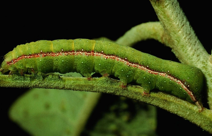 Fig. 21. Larva de  <i>Condica cupienta</i></i> (Noctuidae), alimentándose de <i>Pluchea carolinensis</i></i> de la familia (Asteraceae).Voucher: 93-SRNP-7208-DHJ26066.jpg