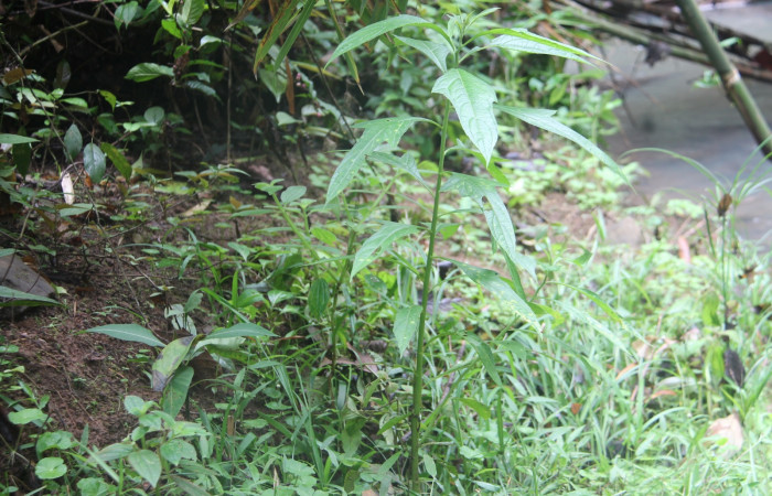 Fig.12 Planta hospedera de Condica sutor de la familia, (Noctuidae) <i>Neurolaena lobata</i></i>, de la familia (Asteraceae) Foto, Keiner Aragon Calero, 11/ 06/ 2022. 
