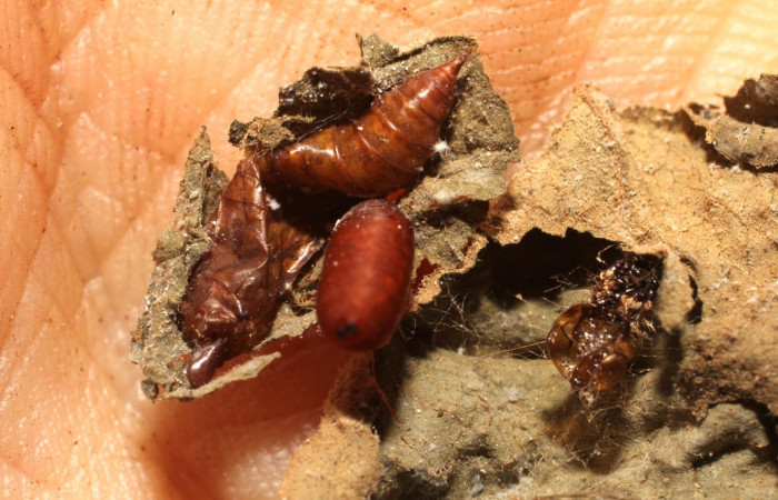 Figura 10. Puparios <i> Houghia aurifera</i></i> (Tachinidae),parásito en la larva <i>Iridopsis lurida</i></i>, en la planta <i>Diphysa americana</i></i> (Fabaceae). (10-SRNP-56604-DHJ800265.jpg).