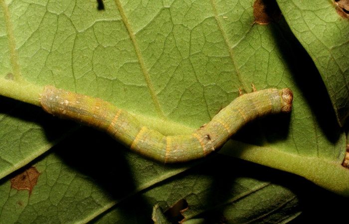 Figura 11. Dorsal entero <i>Iridopsis lurida</i></i>, (Geometridae), en la planta <i>Eugenia hiraeifolia</i></i> (Myrtaceae). Sector Mundo Nuevo, Sendero Mora, (elevación 480 metros). Colectada 10 agosto 2005. (05-SRNP-59276-DHJ408566.jpg).