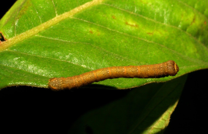 Figura 12. Dorsal entero <i>Iridopsis</i></i> herseDHJ06, (Geometridae), en la planta <i>Eugenia hiraeifolia</i></i> (Myrtaceae). Sector Rincon Rain Forest, Puente Río Negro, (elevación 340 metros). Colectada 25 noviembre 2007
