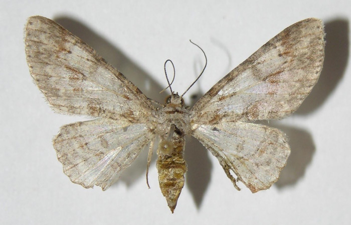 Figura 13. Adulto <i>Iridopsis lurida</i></i> (Geometridae), posición vista dorsal. (01-SRNP-15624-DHJ326278).