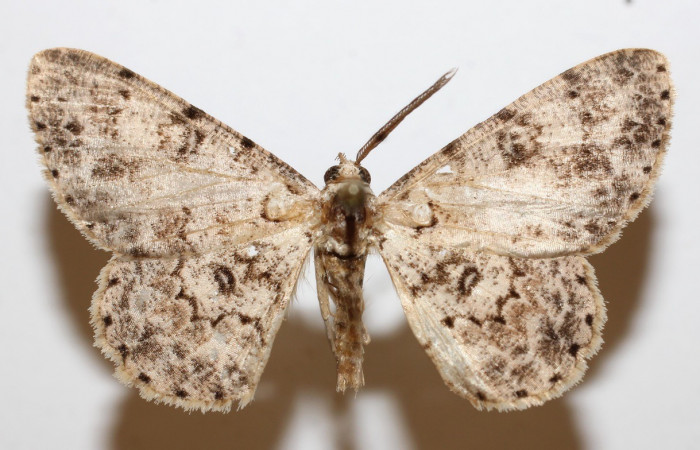 Figura 14. Adulto <i>Iridopsis</i></i> herseDHJ06 (Geometridae), posición vista dorsal. (18-SRNP-26657-DHJ945534).