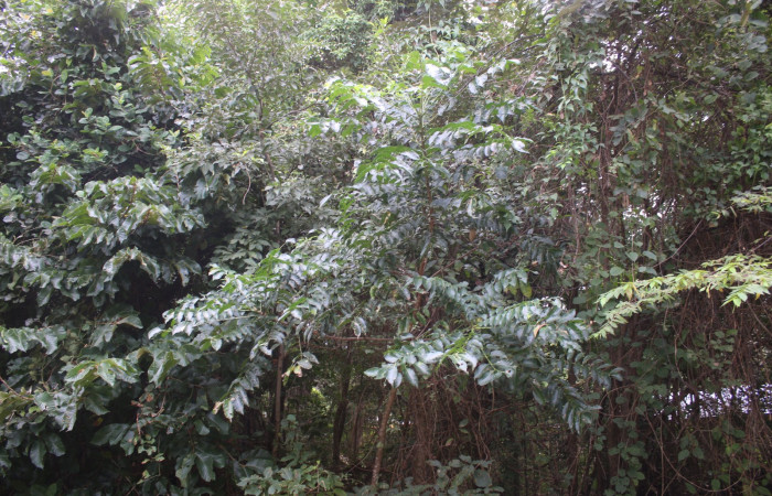 Figura 15. Planta hospedera <i>Spondias mombin</i></i> (Anacardiaceae), de <i>Iridopsis lurida</i></i>, (Geometridae). Foto, Adrian Guadamuz. 16 noviembre 2022.
