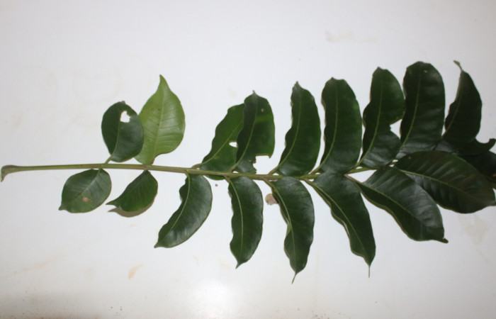 Figura 16. Planta hospedera posición hojas <i>Spondias mombin</i></i> (Anacardiaceae), de <i>Iridopsis lurida</i></i>, (Geometridae). Foto, Adrian Guadamuz. 16 noviembre 2022.