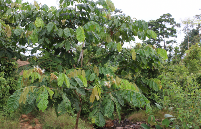 Figura 17. Planta hospedera <i>Inga edulis</i></i> (Fabaceae), de <i>Iridopsis</i></i> herseDHJ06, (Geometridae). Foto, Jorge Hernández. 30 abril 2019.