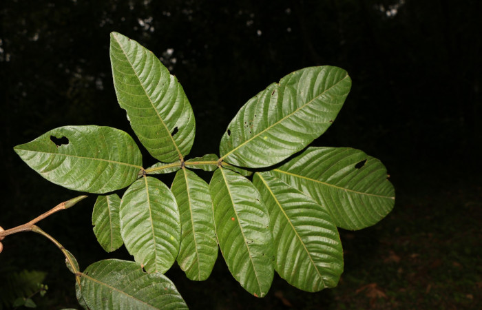 Figura 18. Planta hospedera posición hojas <i>Inga edulis</i></i> (Fabaceae), de <i>Iridopsis</i></i> herseDHJ06, (Geometridae). Foto, Jorge Hernández. 30 abril 2019.