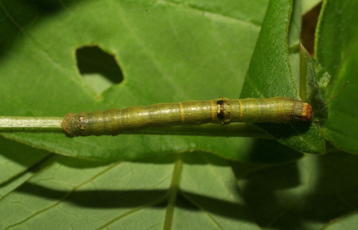 Figura 1. Dorsal entero <i>Iridopsis lurida</i></i>, (Geometridae), en la planta <i>Senna hayesiana</i></i> (Fabaceae). Sector Del Oro, Quebrada Trigal, (elevación 290 metros). Colectada 16 junio 2007. (07-SRNP-22023-DHJ426447.jpg).