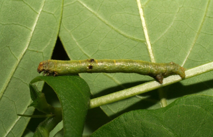 Figura 2. Lateral entero <i>Iridopsis lurida</i></i>, (Geometridae), en la planta <i>Senna hayesiana</i></i> (Fabaceae). Sector Del Oro, Quebrada Trigal, (elevación 290 metros). Colectada 16 junio 2007. (07-SRNP-22023-DHJ426445.jpg).