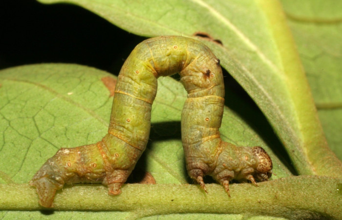 Figura 5. Lateral central <i>Iridopsis lurida</i></i>, (Geometridae), en la planta <i>Eugenia hiraeifolia</i></i> (Myrtaceae). Sector Mundo Nuevo, Sendero Mora, (elevación 480 metros). Colectada 10 agosto 2005. (05-SRNP-59276-DHJ408574.jpg).