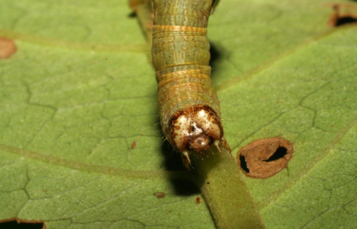 Figura 6. Cabeza <i>Iridopsis lurida</i></i>, (Geometridae), en la planta <i>Eugenia hiraeifolia</i></i> (Myrtaceae). Sector Mundo Nuevo, Sendero Mora, (elevación 480 metros). Colectada 10 agosto 2005. (05-SRNP-59276-DHJ408573.jpg).